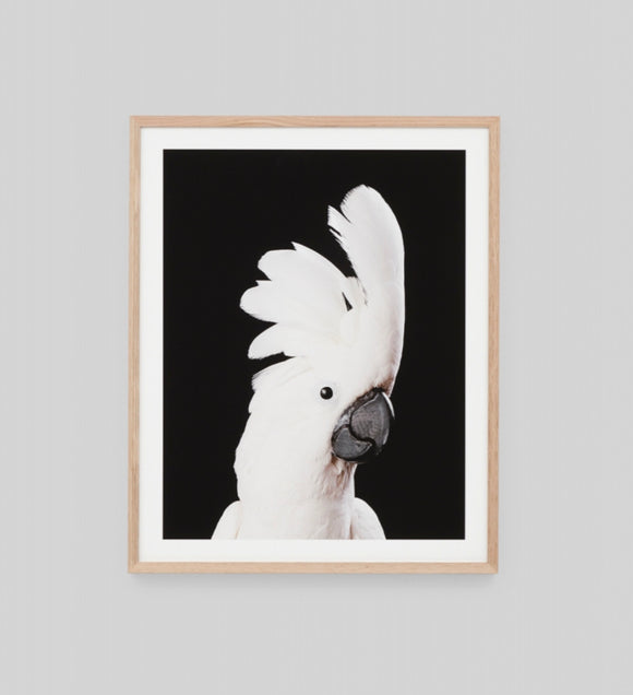 CRESTED COCKATOO | FRAMED PRINT